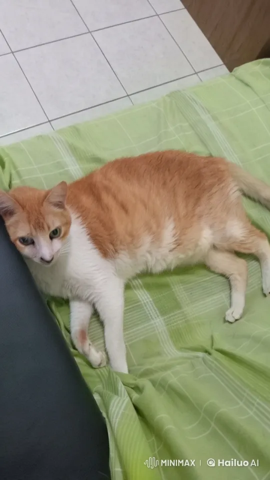 Cat in Apron Completes Household Chores Smoothly – AI Generated Video | Hailuo AI
