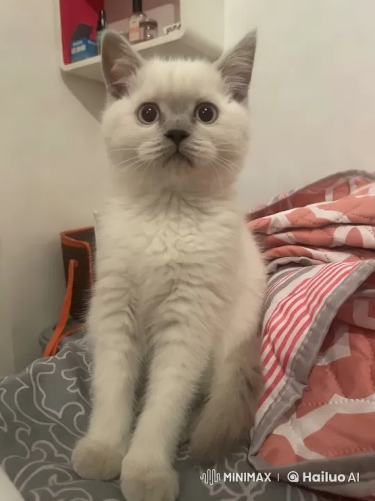 Kitten's Whimsical Dance and Kung Fu Moves – AI Generated Video | Hailuo AI