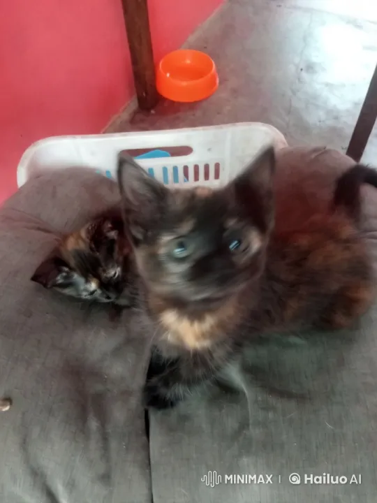 Kittens Resting on Cushion with Soft Lighting – AI Generated Video | Hailuo AI