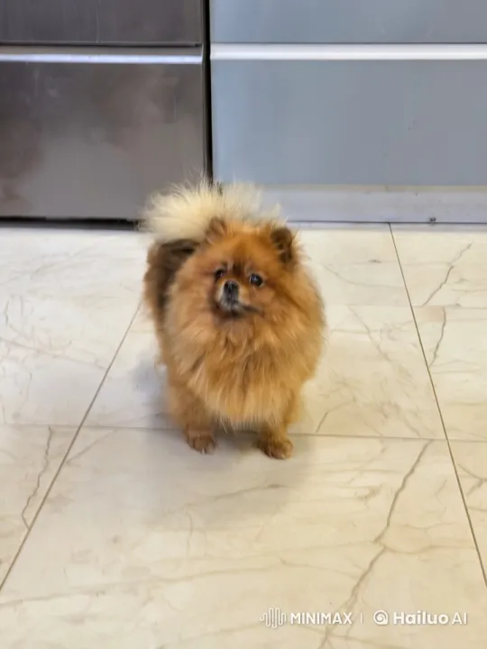Fluffy Pomeranian Dances Cheerfully on Tile Floor – AI Generated Video | Hailuo AI