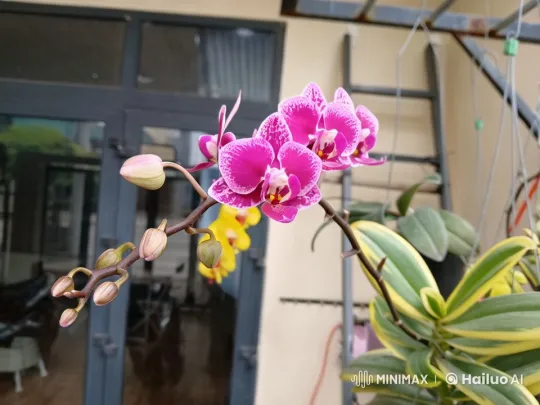 Vibrant Phalaenopsis Orchids in Serene Garden Setting – AI Generated Video | Hailuo AI