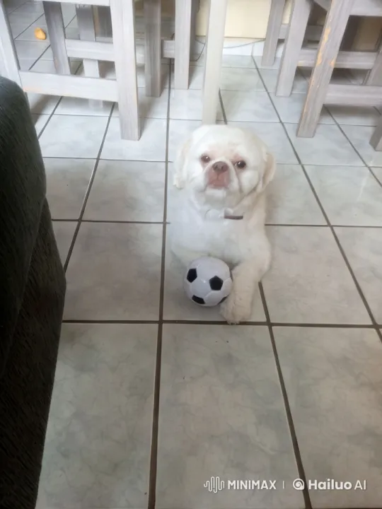 Dog Juggles Soccer Ball in Cozy Home Setting – AI Generated Video | Hailuo AI