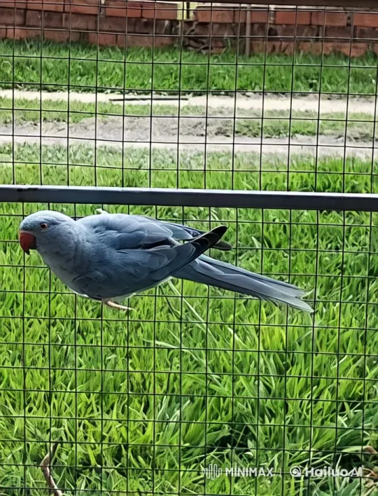 Blue Parrot Gracefully Lands on Outstretched Hand – AI Generated Video | Hailuo AI