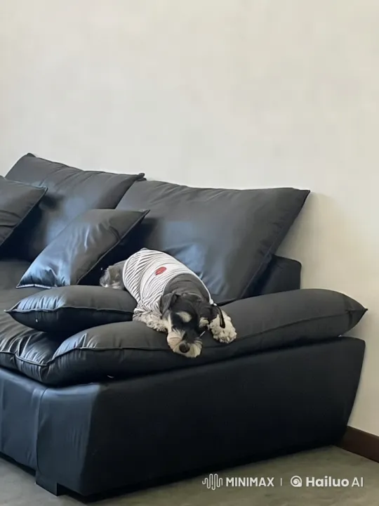 Dancing Dog on Couch Captures Audience with Grace – AI Generated Video | Hailuo AI