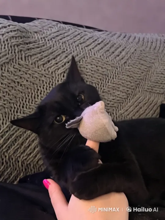 Feline Fun: Cat Engaged with Toys – AI Generated Video | Hailuo AI
