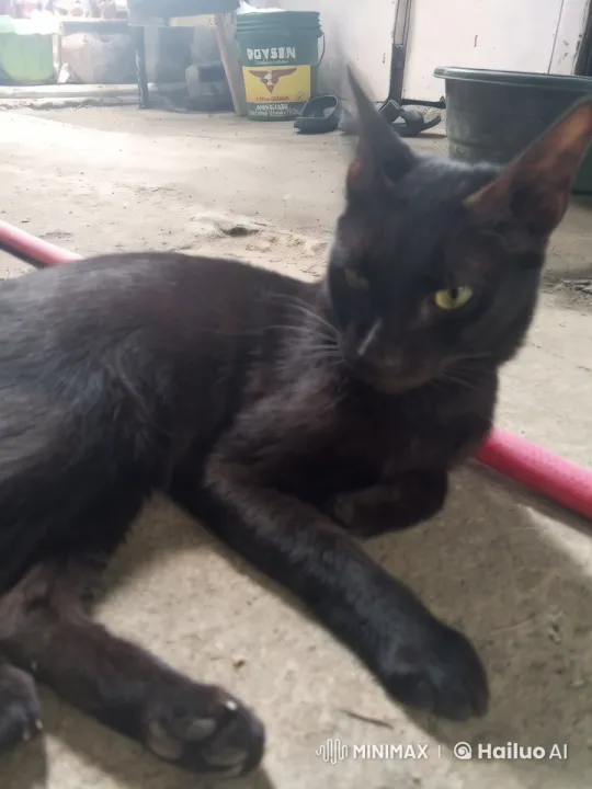 Sleek Black Cat Showcases Graceful Movements – AI Generated Video | Hailuo AI