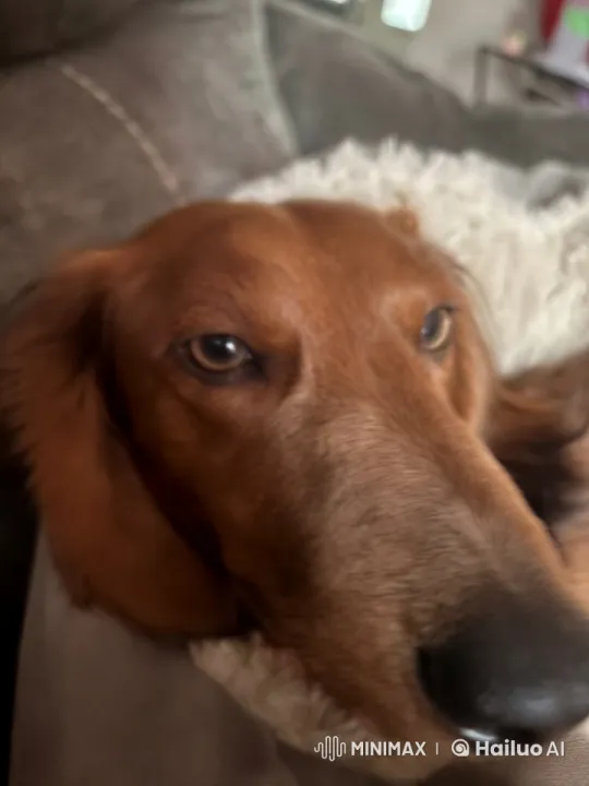 Dog Engages in Playful Boxing Match with Squirrel – AI Generated Video | Hailuo AI