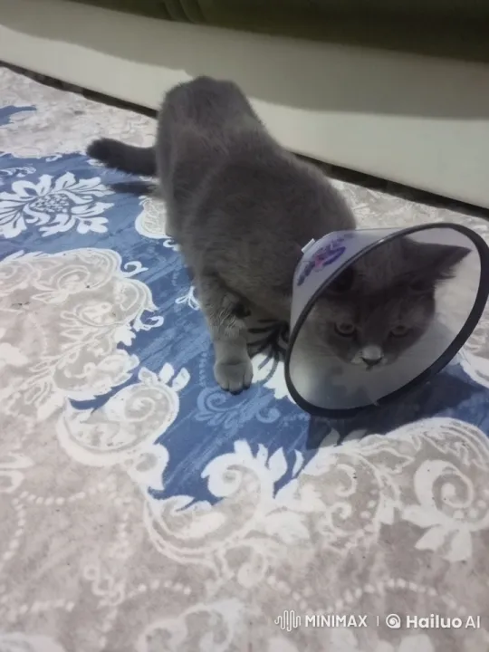 Cat and Baby Interact Calmly Amidst Decor – AI Generated Video | Hailuo AI
