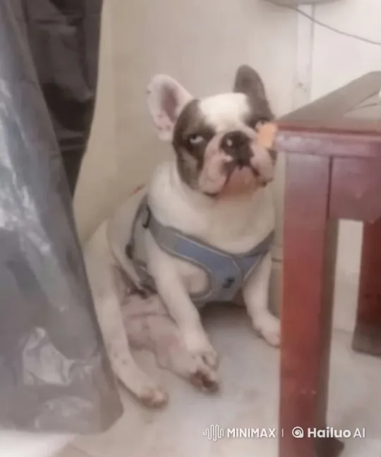 French Bulldog Dances Playfully in Artistic Video – AI Generated Video | Hailuo AI