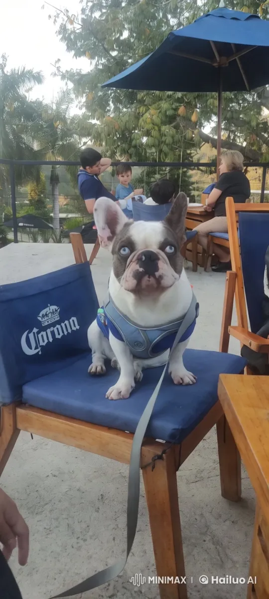 French Bulldog Dancing in Café Setting – AI Generated Video | Hailuo AI