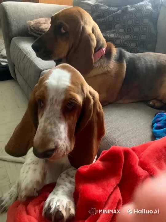 Basset Hound Takes Over Car for an Adventure – AI Generated Video | Hailuo AI