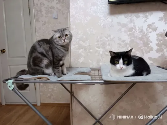 Cats Engage in Playful Dance on Ironing Board – AI Generated Video | Hailuo AI