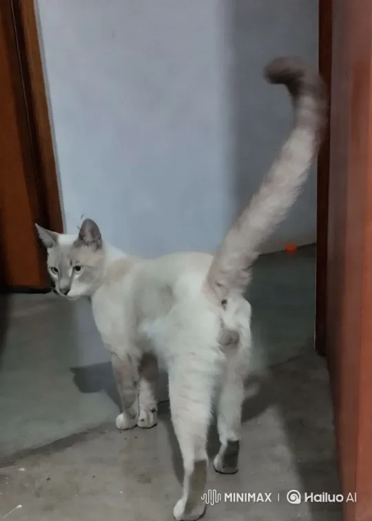 Siamese Cat Performs Graceful Kung Fu Moves – AI Generated Video | Hailuo AI