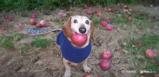 Two Dogs Play in Apple-Strewn Field – AI Generated Video | Hailuo AI