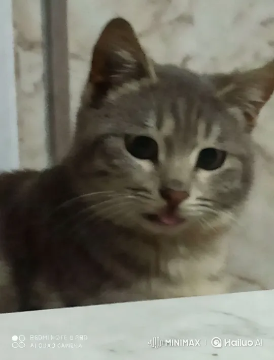 Close-up of a Curious Grey Tabby Cat – AI Generated Video | Hailuo AI