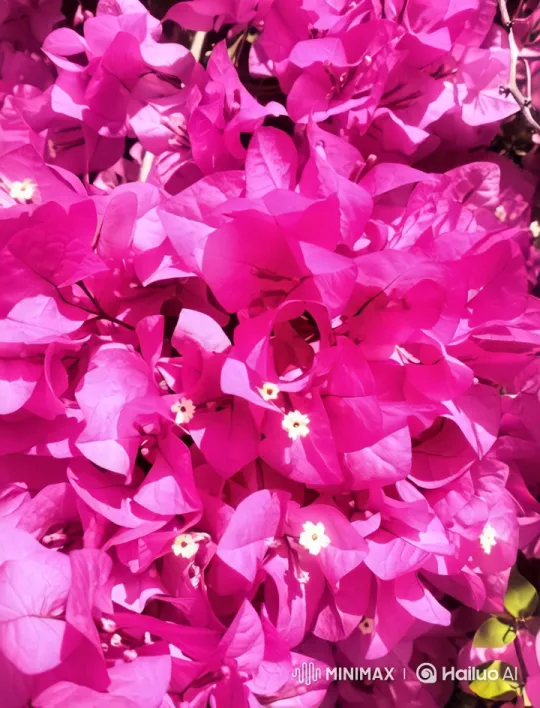 Vibrant Pink Flowers Swaying in Gentle Breeze – AI Generated Video | Hailuo AI