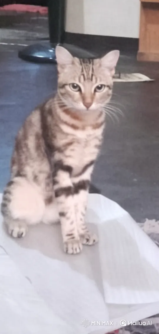 Tabby Cat Serenely Levitates in Live2D Animation – AI Generated Video | Hailuo AI