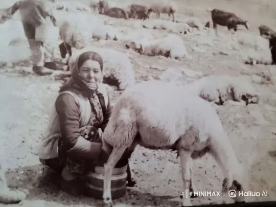 Traditional Sheep Milking in Pastoral Serenity – AI Generated Video | Hailuo AI