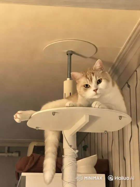 Cat in Hunting Stance: Graceful and Alert – AI Generated Video | Hailuo AI