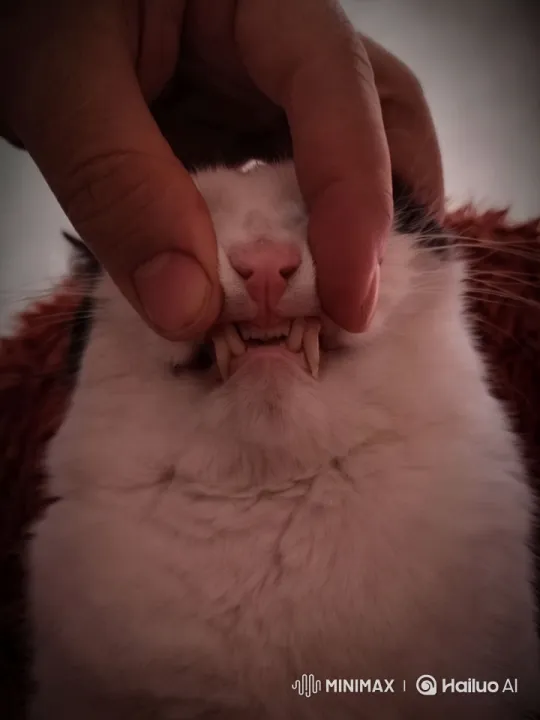 Playful Cat Playfully Bites, Surprises with Expressive Face – AI Generated Video | Hailuo AI