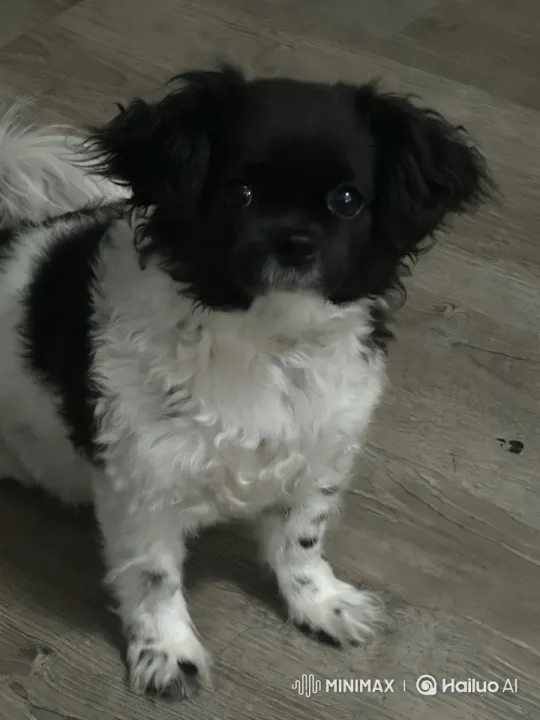 Energetic Black and White Dog Showcases Playful Moves – AI Generated Video | Hailuo AI