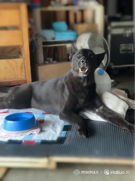 Black Dog Slowly Stands and Walks in Cluttered Room – AI Generated Video | Hailuo AI