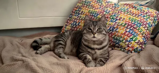 Curious Tabby Cat Anticipates Feeding Time – AI Generated Video | Hailuo AI