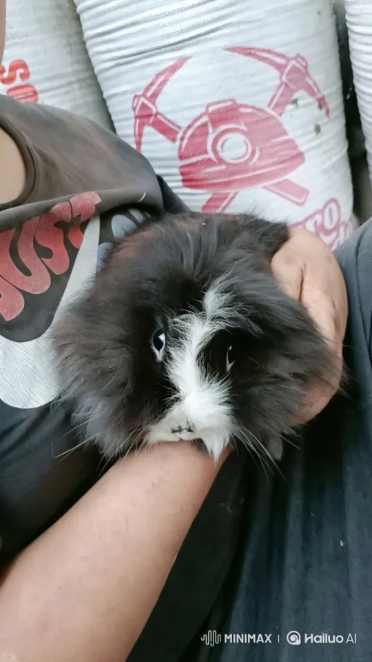 Adorable Guinea Pig Featured in Stylish Video – AI Generated Video | Hailuo AI