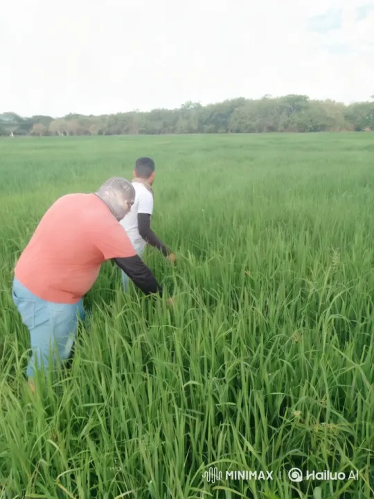 Men Walk Through Lush Grass in Slow Motion Aesthetic – AI Generated Video | Hailuo AI