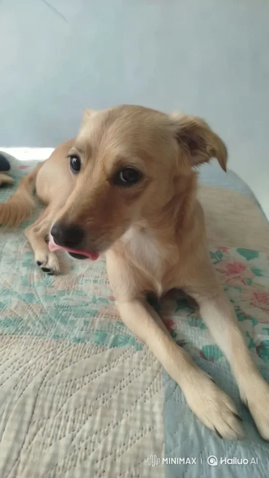 Dancing Dog on Quilt: Joyful Performance – AI Generated Video | Hailuo AI