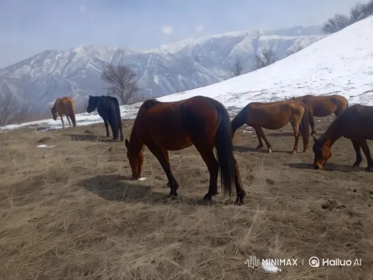 Horses Grazing on Snow-Covered Hillside Scenery – AI Generated Video | Hailuo AI