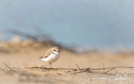 Bird Transformation and Cinematic Camera Movements – AI Generated Video | Hailuo AI