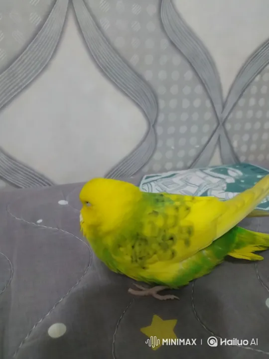Budgie to Man: Surreal Transformation Video – AI Generated Video | Hailuo AI