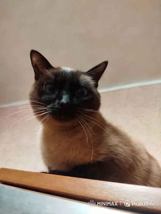 Elegant Siamese Cat in Cozy Setting – AI Generated Video | Hailuo AI