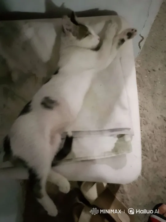 Cute Kitten Playfully Dancing and Boxing – AI Generated Video | Hailuo AI