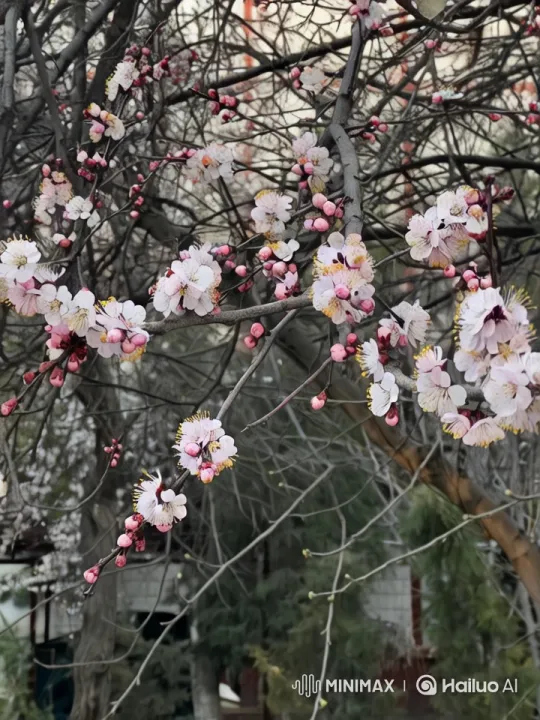 Cherry Blossoms in Full Bloom with Close-ups – AI Generated Video | Hailuo AI