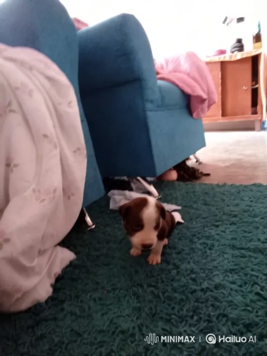 Puppy's Playful Kung Fu on Cozy Room Set – AI Generated Video | Hailuo AI