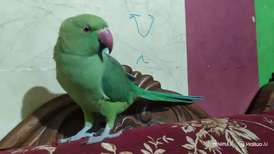 Vibrant Parrot on Wooden Headboard with Colorful Background – AI Generated Video | Hailuo AI