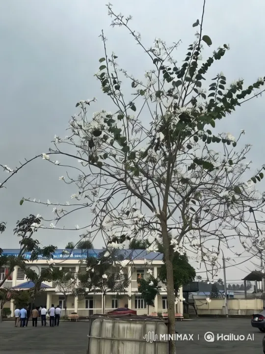 Blooming Tree and People Around a Building – AI Generated Video | Hailuo AI