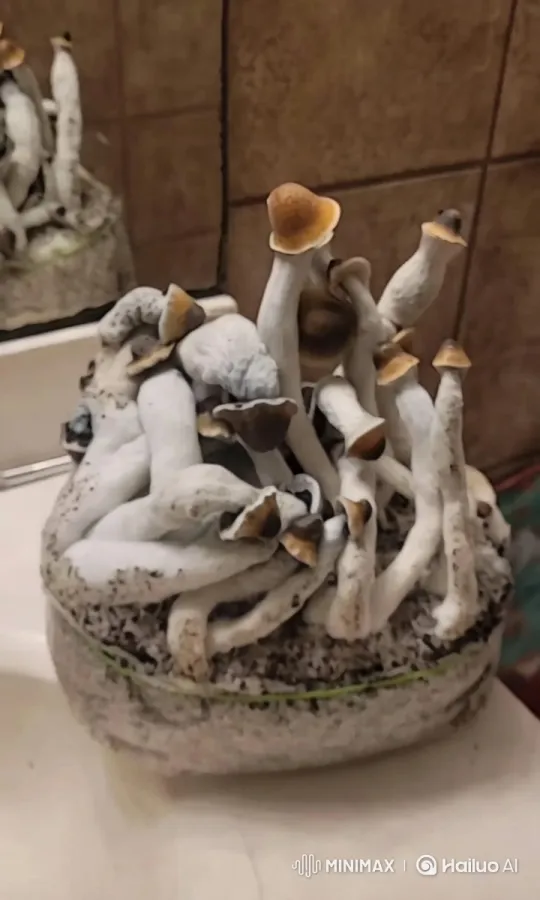 Mushroom Close-Up: Beauty in Rustic Elegance – AI Generated Video | Hailuo AI
