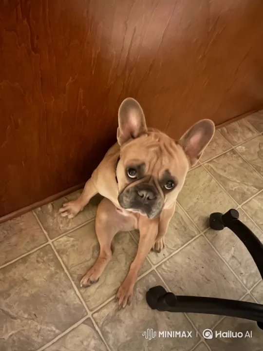 French Bulldog Captured in Artistic Video with Warm Lighting and Focus on Expressive Features – AI Generated Video | Hailuo AI