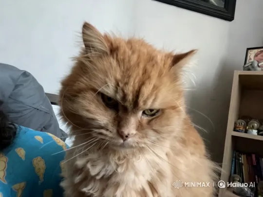 Acrobatic Cat Unintentionally Creates Mess – AI Generated Video | Hailuo AI