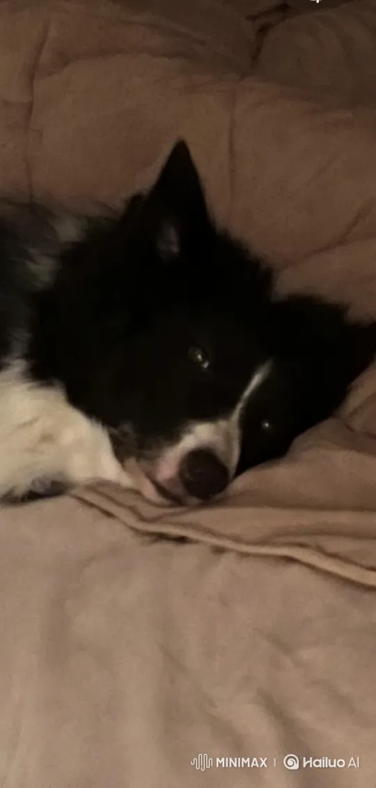 Cute Puppy Waking Up in Cozy Bed – AI Generated Video | Hailuo AI