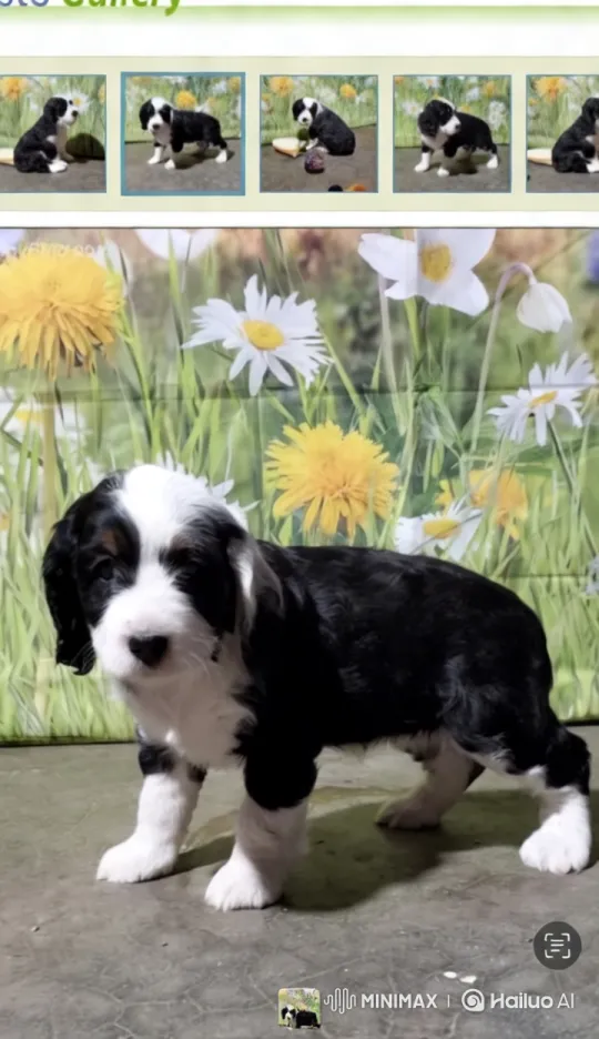 Puppy Performs Tricks in Flower-Filled Backyard – AI Generated Video | Hailuo AI