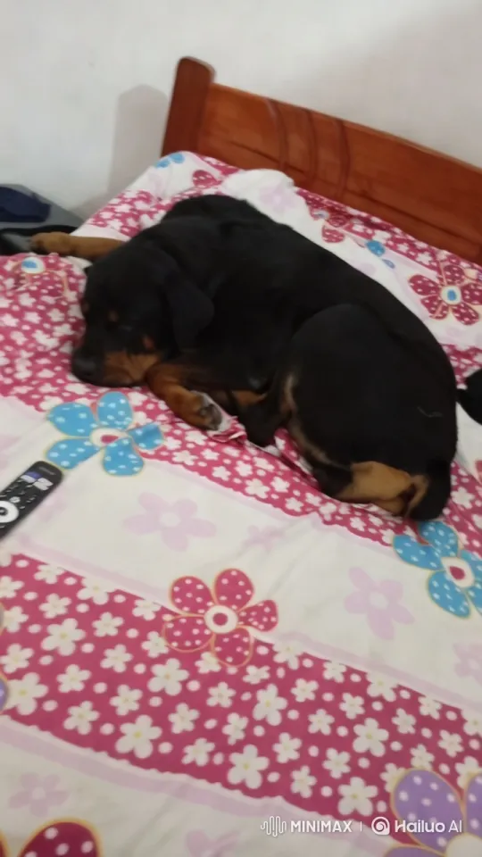 Dog Awakens and Stretches on Patterned Bed – AI Generated Video | Hailuo AI