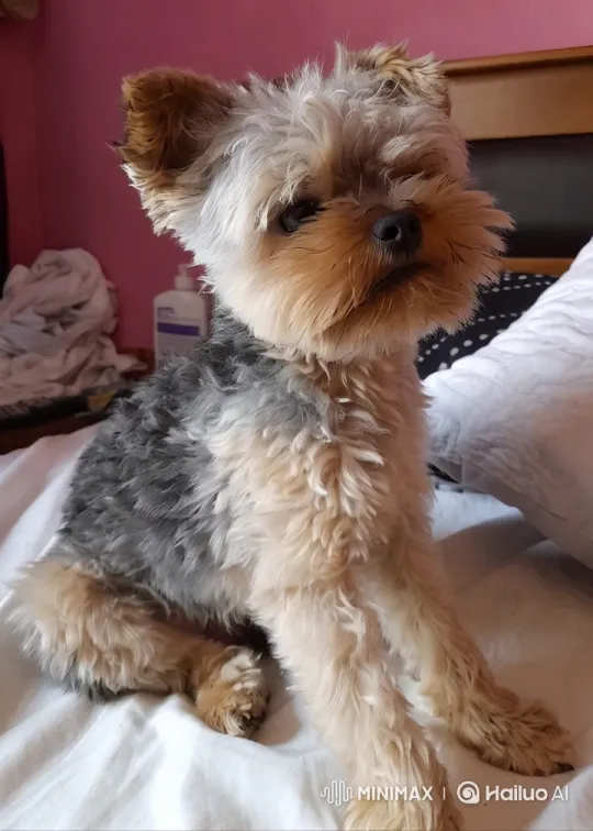 Fluffy Dog Delights with Playful Dance on Bed – AI Generated Video | Hailuo AI