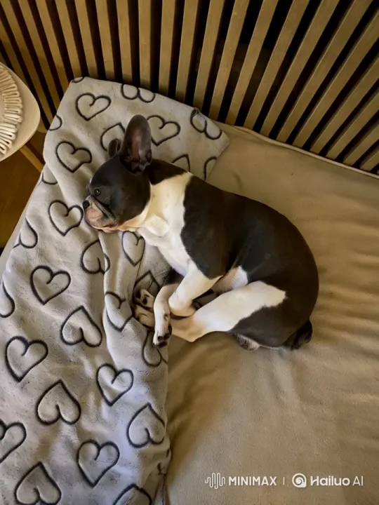 Boston Terrier Transforms into Ghostly Figure on Bed – AI Generated Video | Hailuo AI