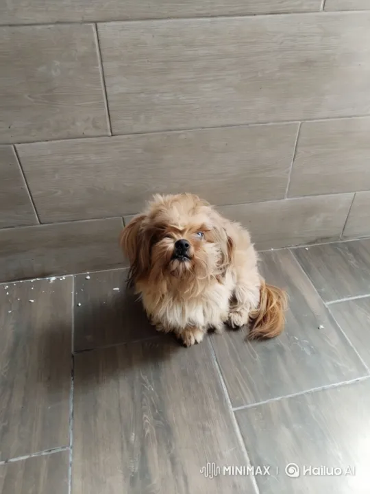Dancing Dog Showcases Impressive Kung Fu Skills – AI Generated Video | Hailuo AI