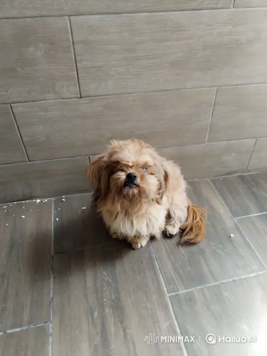 Fluffy Dog Performs Kung-Fu Dance Moves – AI Generated Video | Hailuo AI
