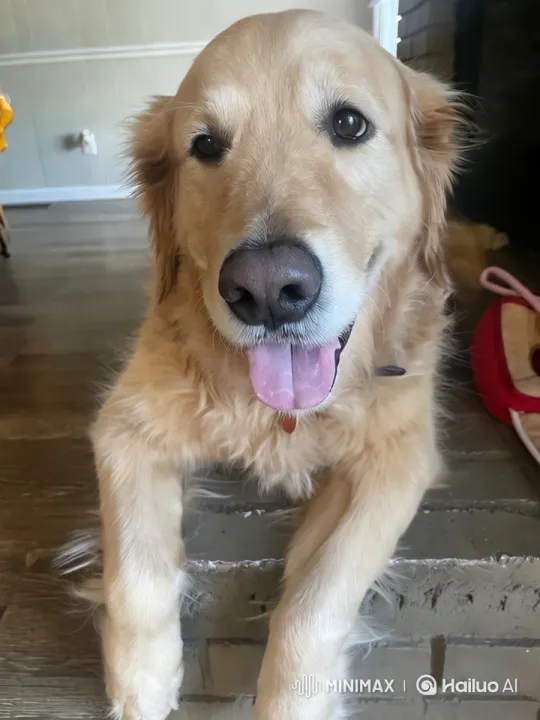 Golden Retriever Showcases Playful Agility and Kung Fu Skills – AI Generated Video | Hailuo AI